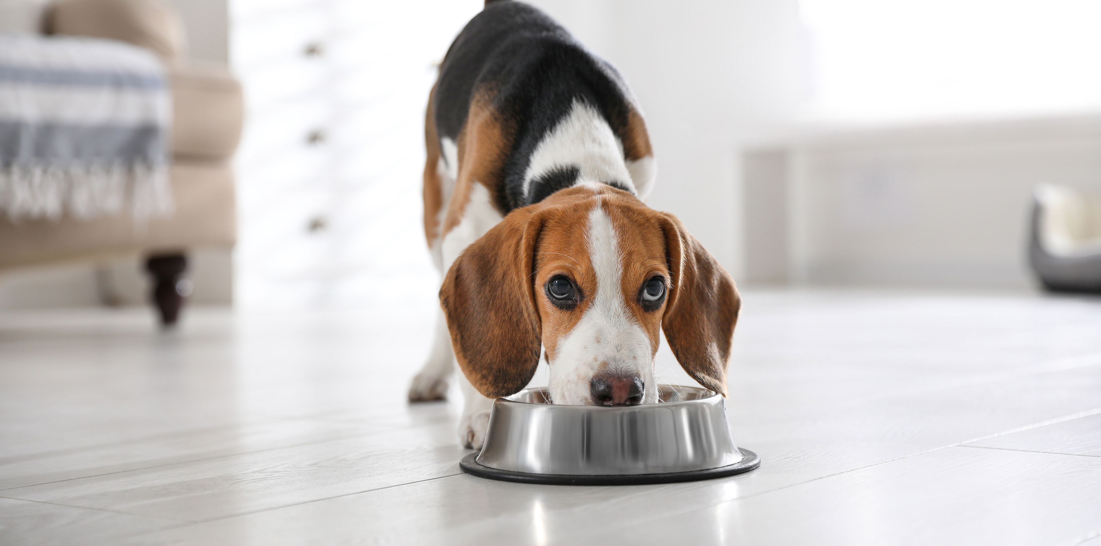 beagle che mangia dalla ciotola
