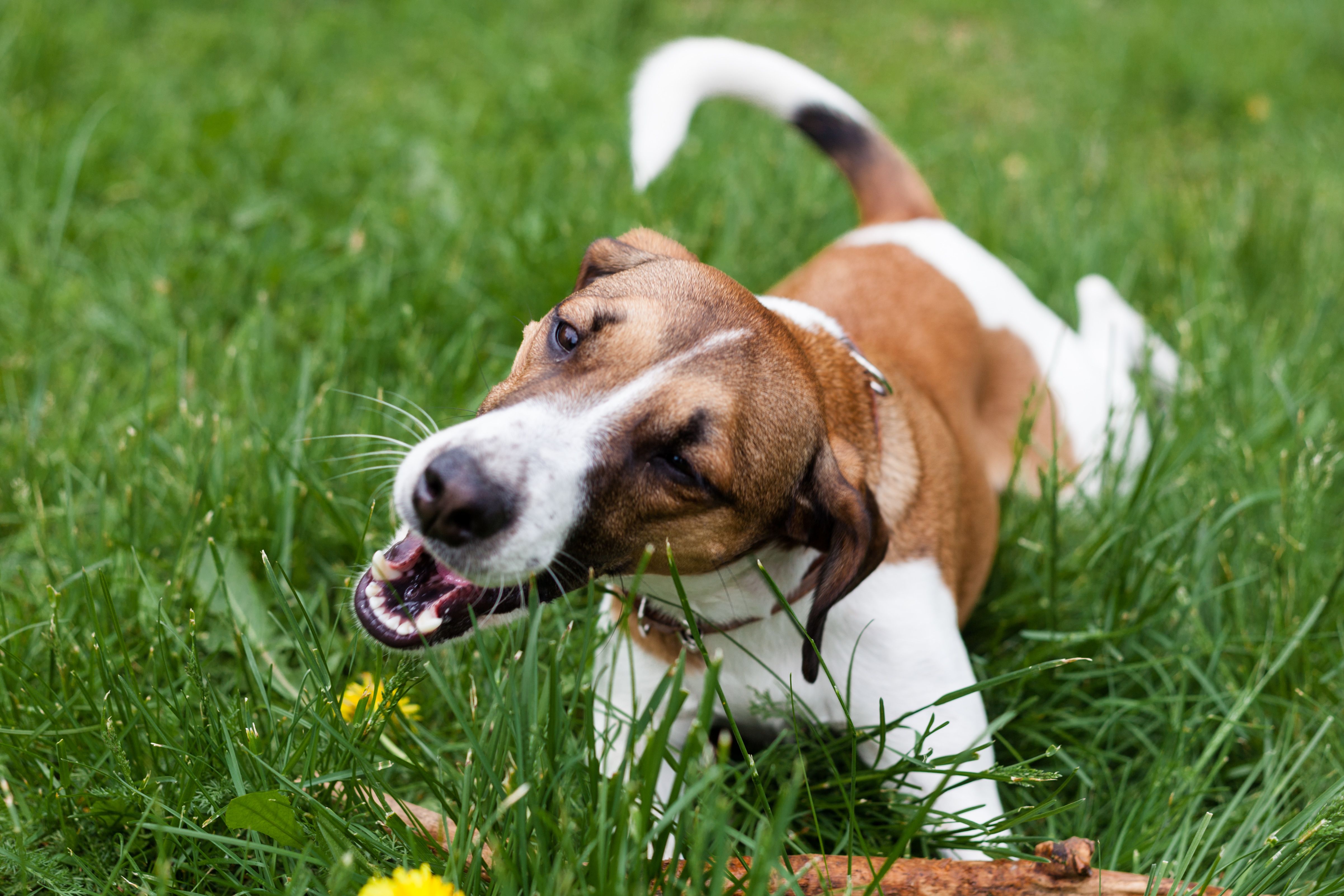 cane mangia l’erba