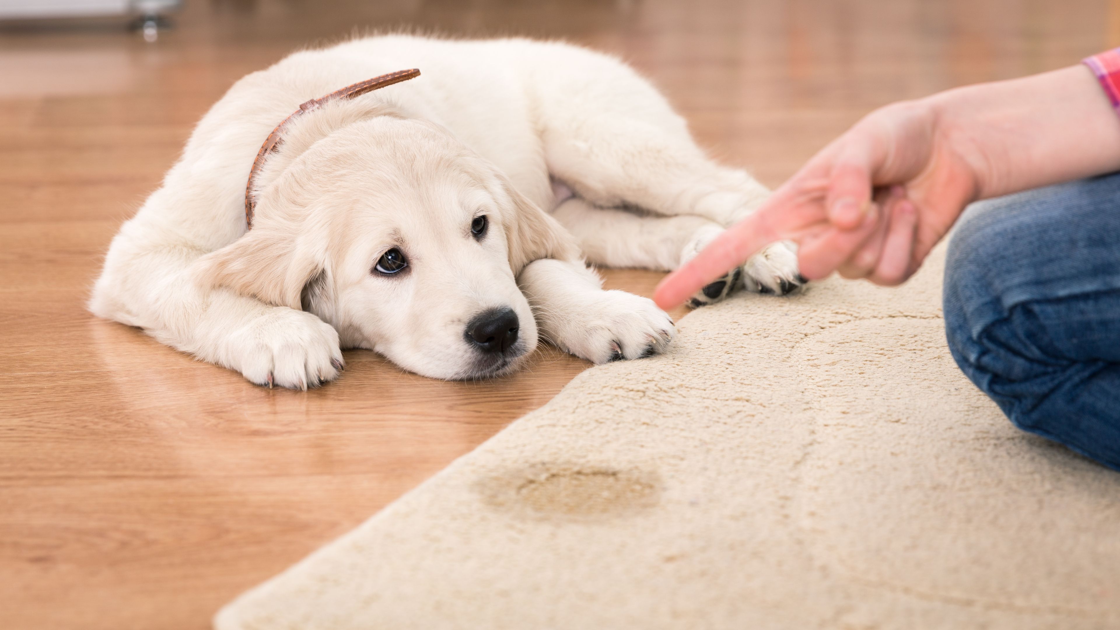 educare il cane a non sporcare il tappeto