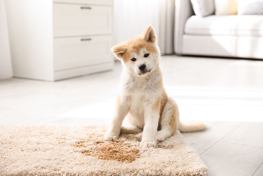 cucciolo di cane affianco al tappeto sporco di pipì