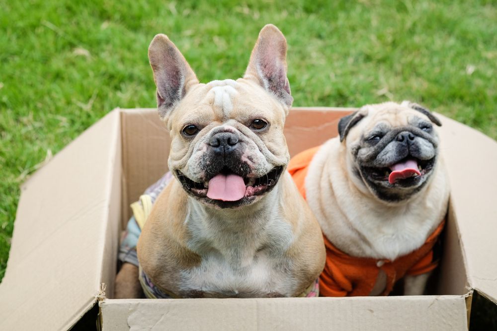 french bulldog e carlino in una scatola