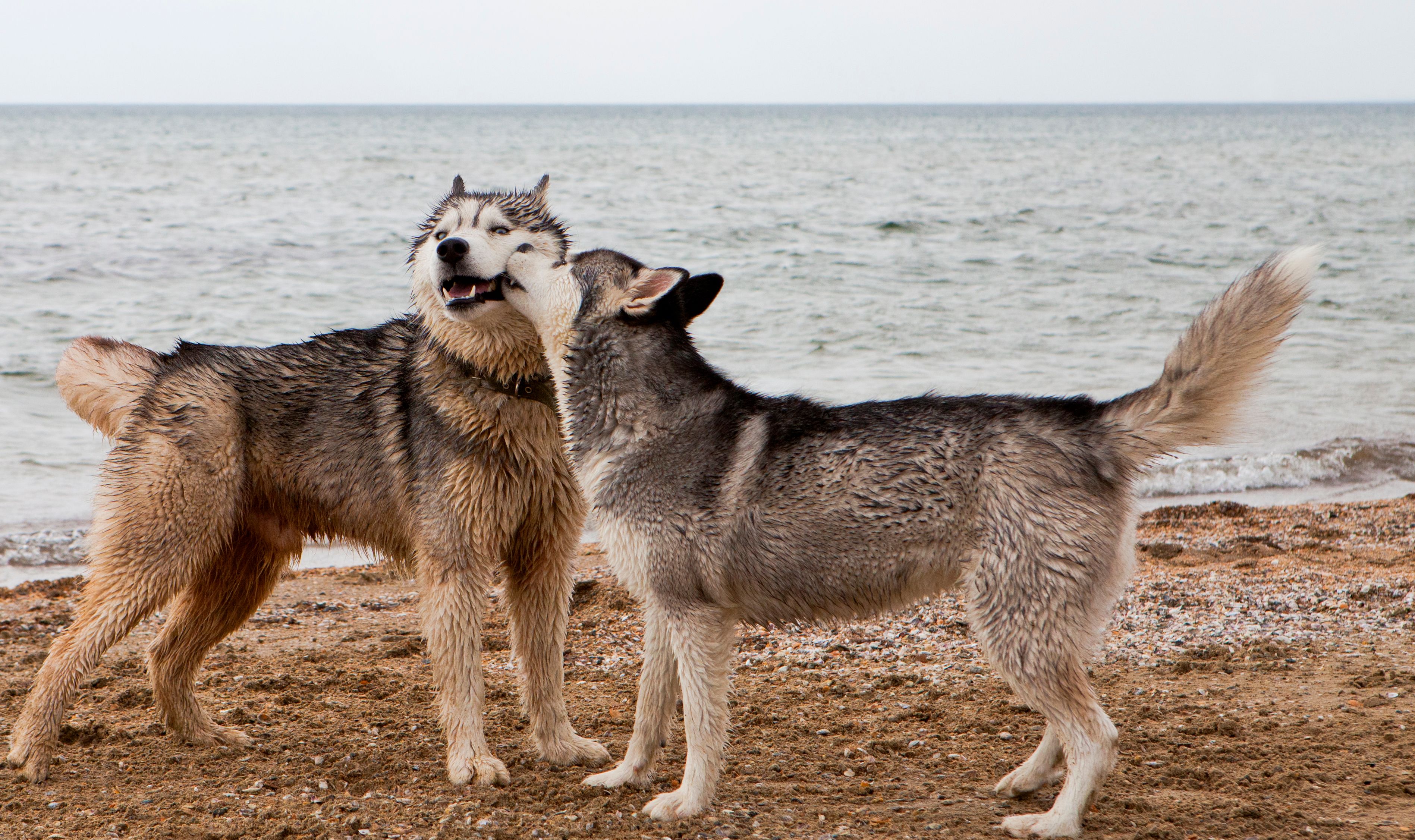 coppia di husky maschio e femmina giocano sulla spiaggia