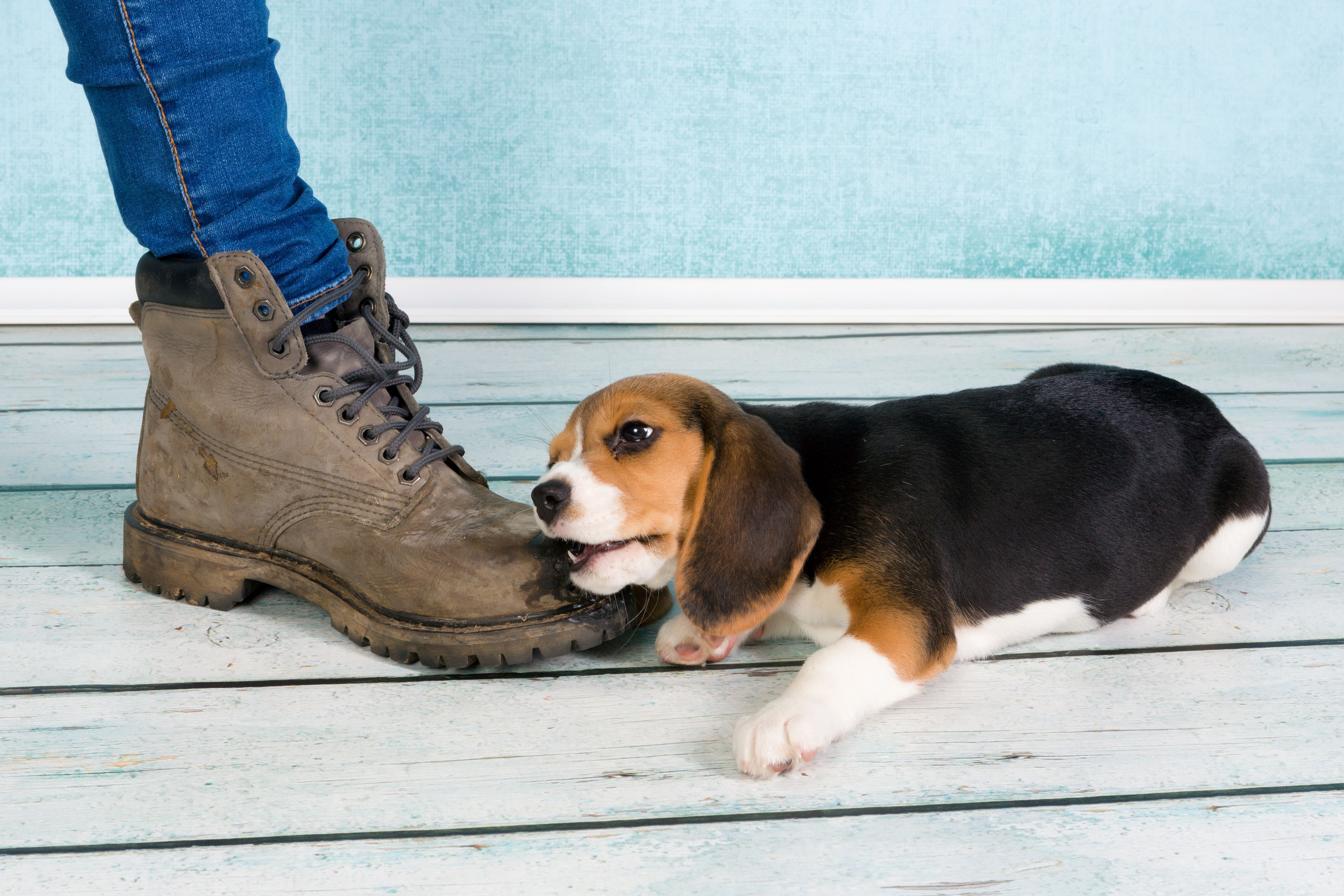 beagle di sette settimane mastica il piede di qualcuno
