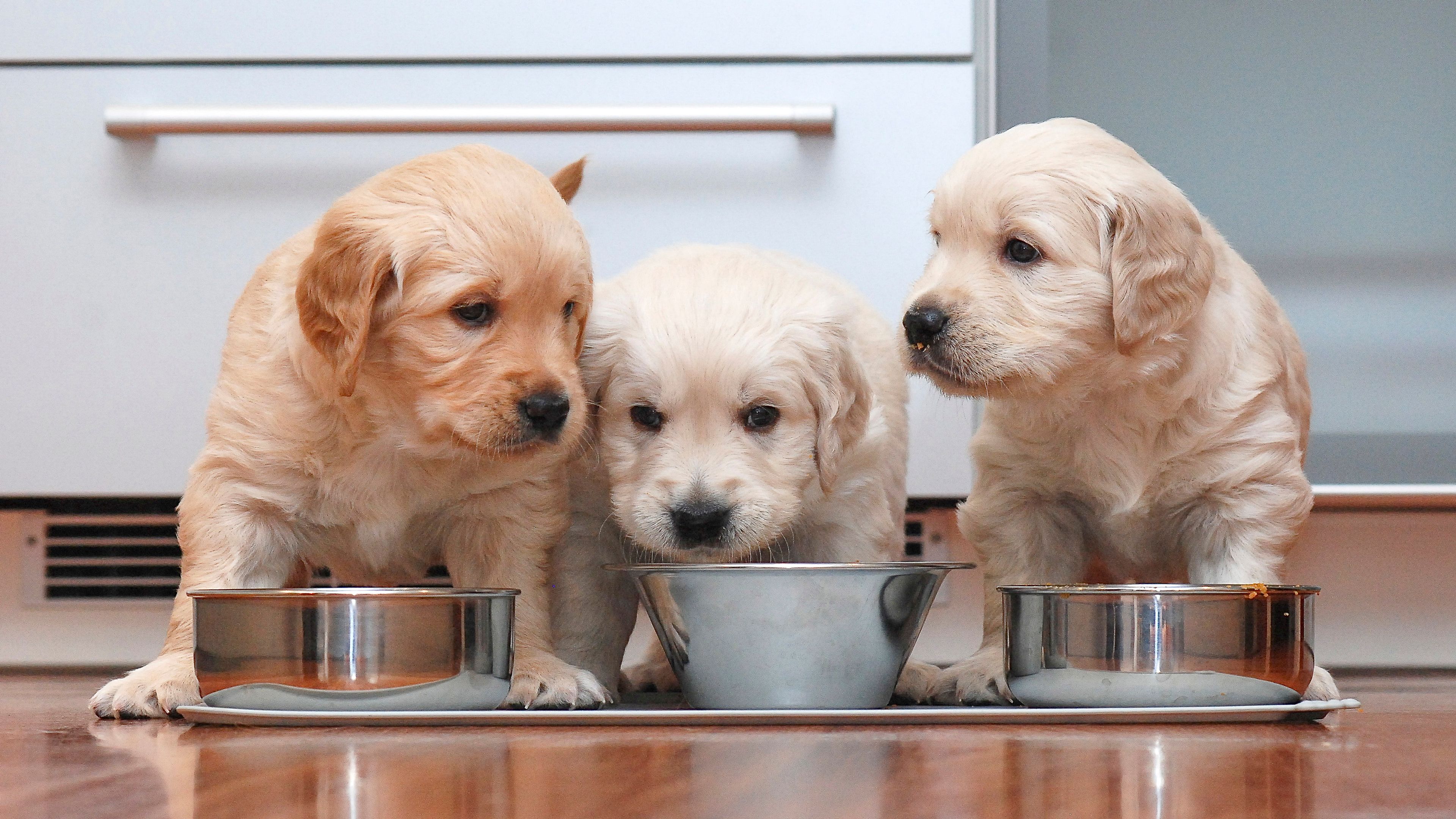 alimentazione dei cuccioli di cane