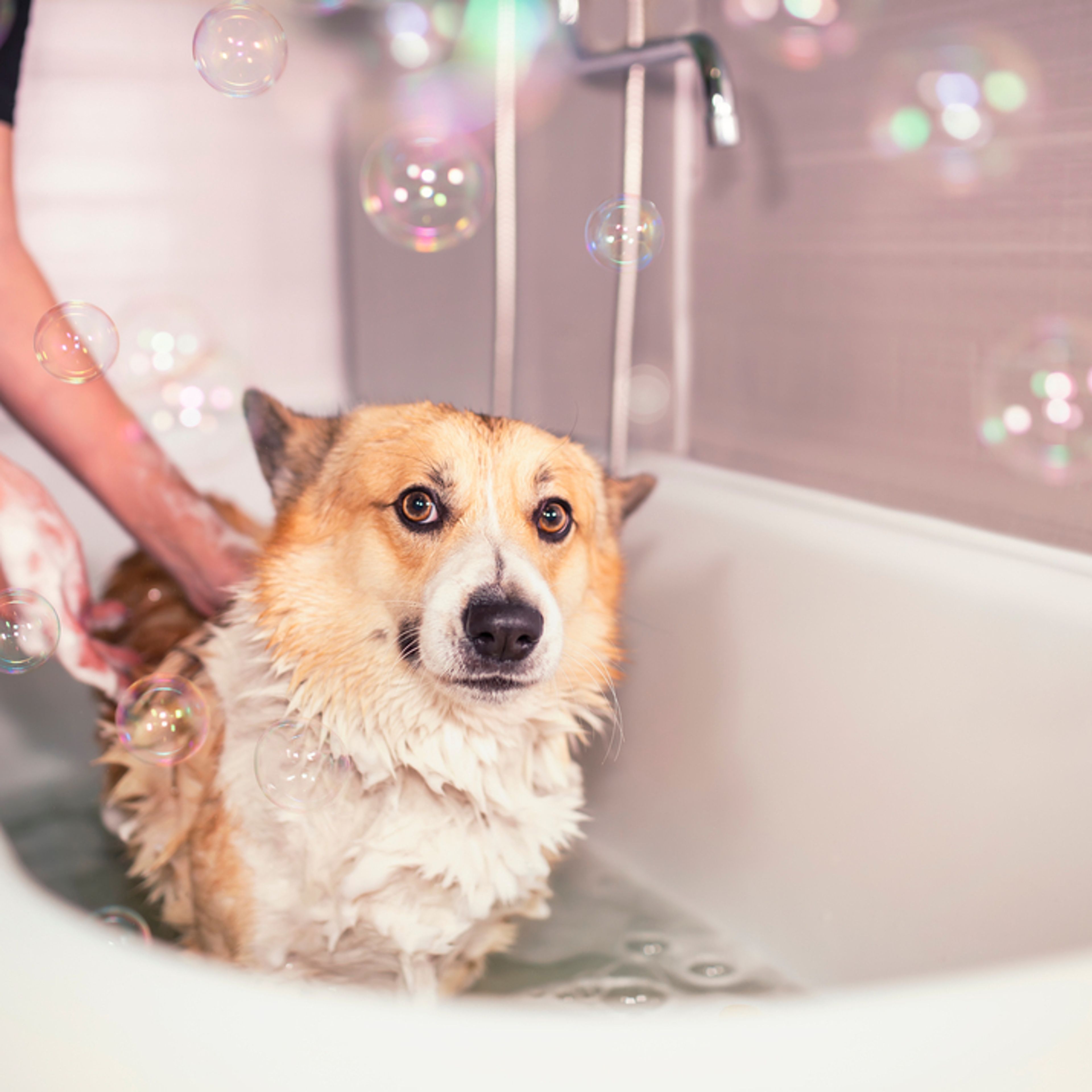 cane viene lavato nella vasca