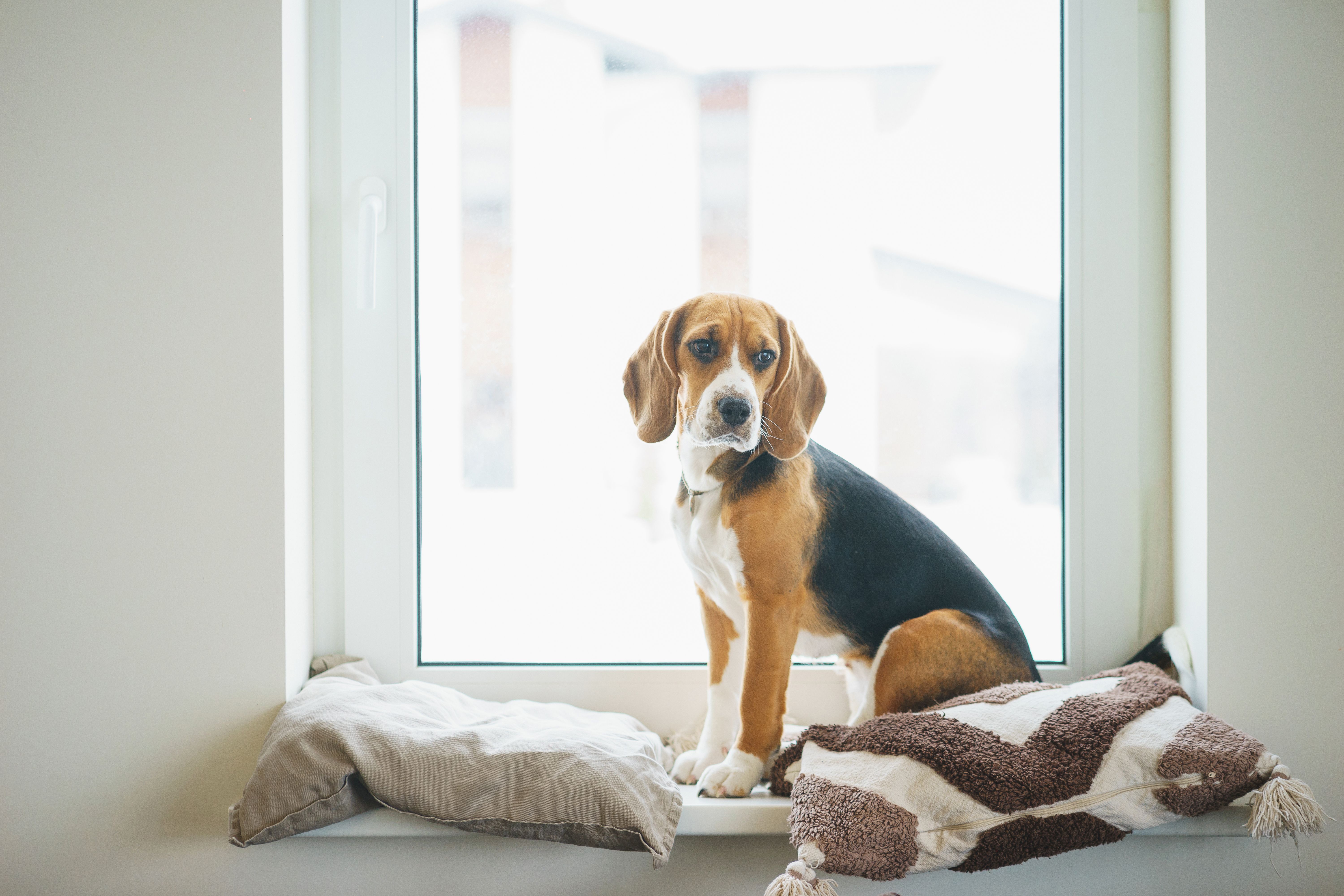 cane beagle alla finestra