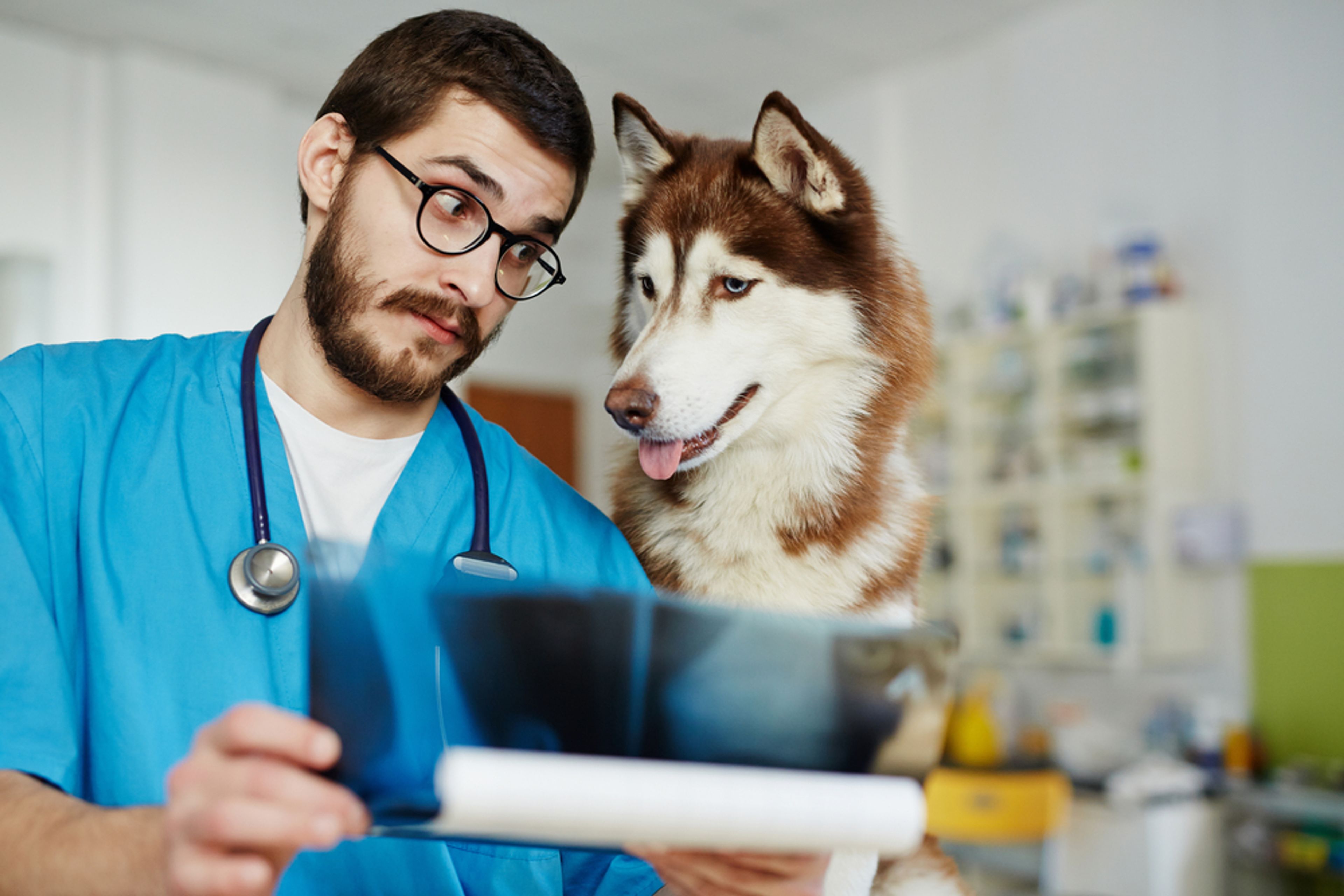Veterinario guarda cartella clinica in compagnia di un husky