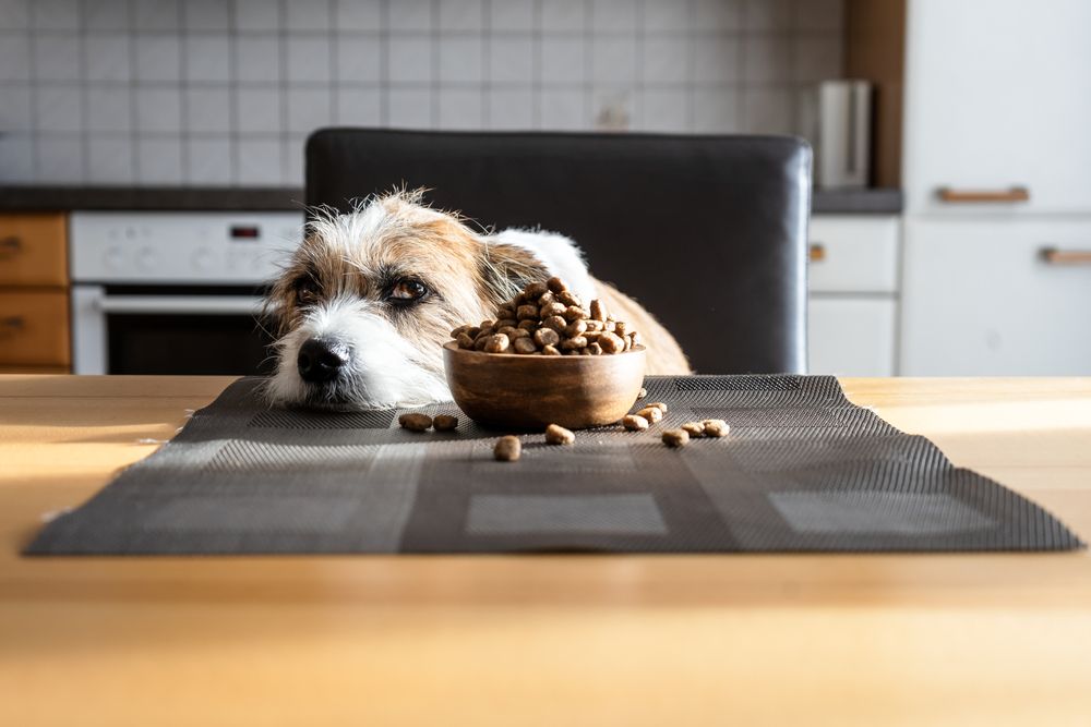 Piccolo cane con una ciotola di cibo secco a un tavolo
