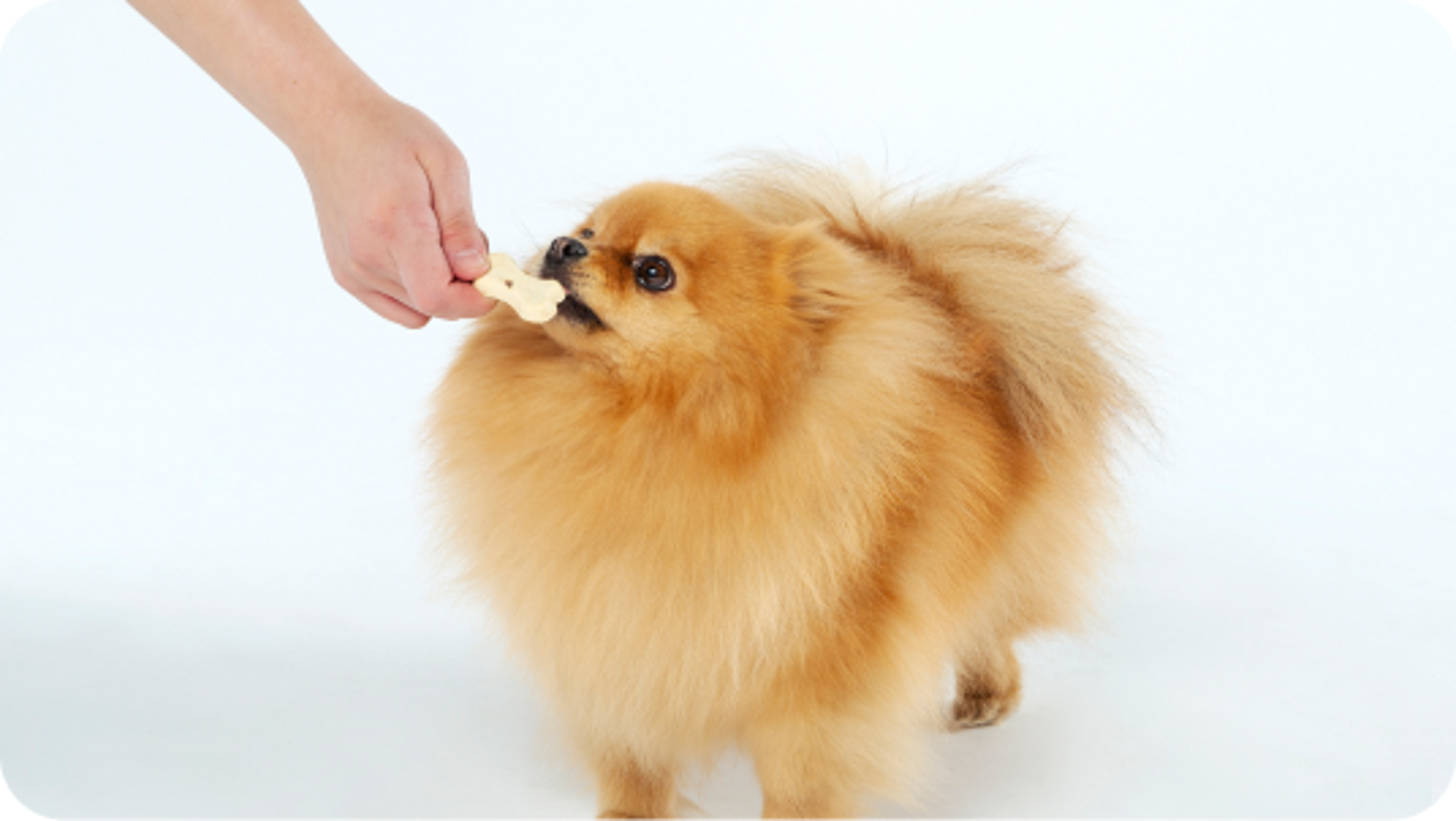 cane aspetta ricompensa biscotti