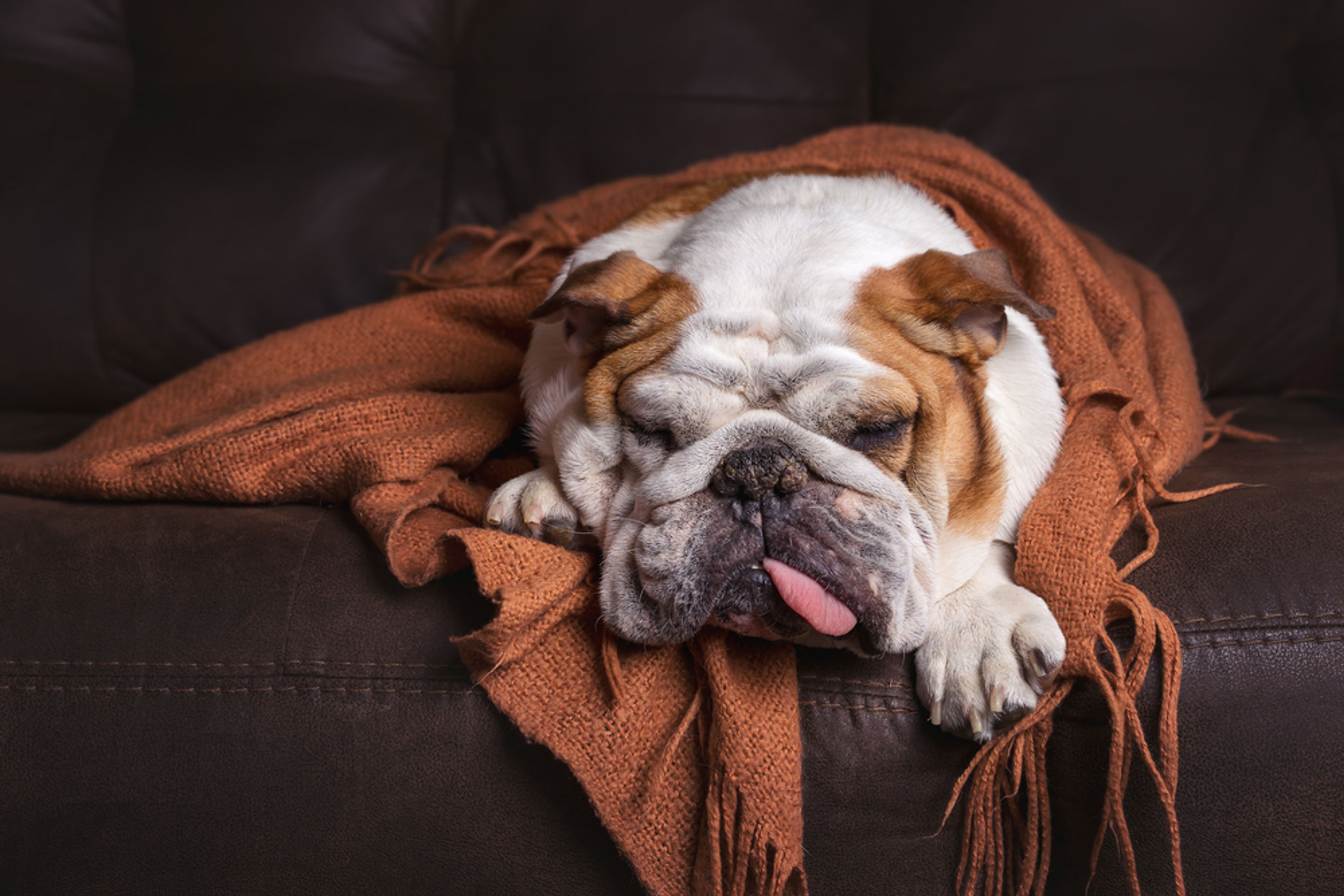 bulldog inglese avvolto in una coperta sul divano