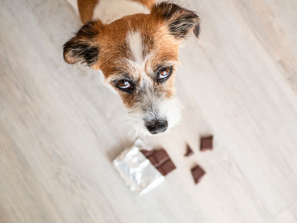 cane con barretta di cioccolato per terra