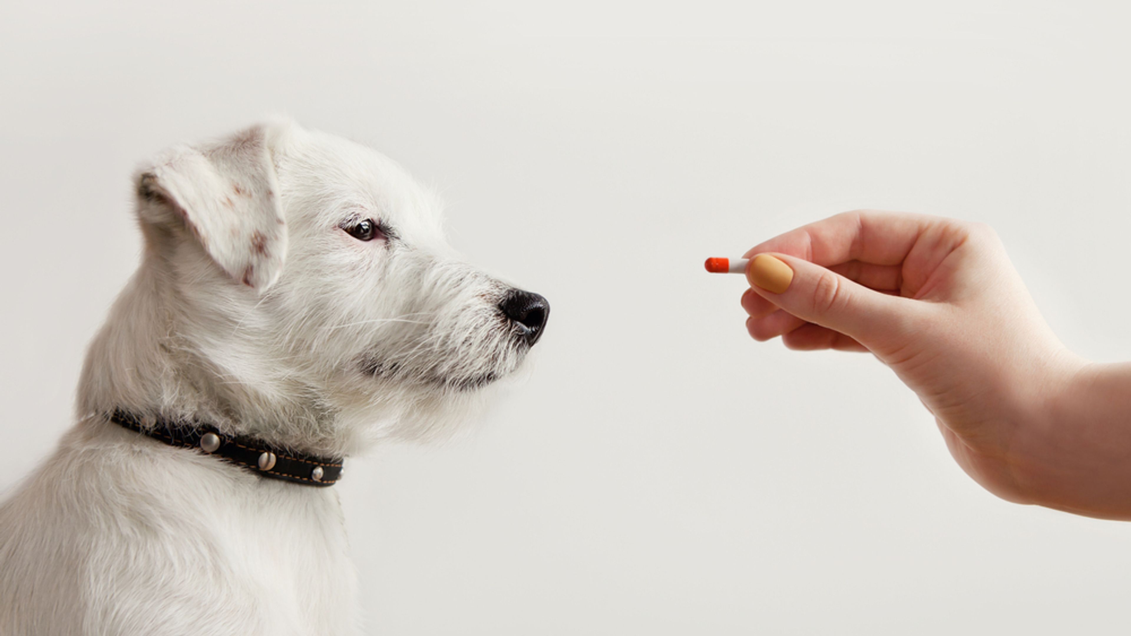 Jack Russell Terrier in attesa di ricevere la pillola dalla mano del proprietario o del medico