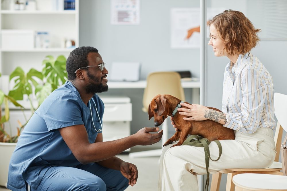 veterinario saluta un cane bassotto seduto sulle gambe della sua padrona