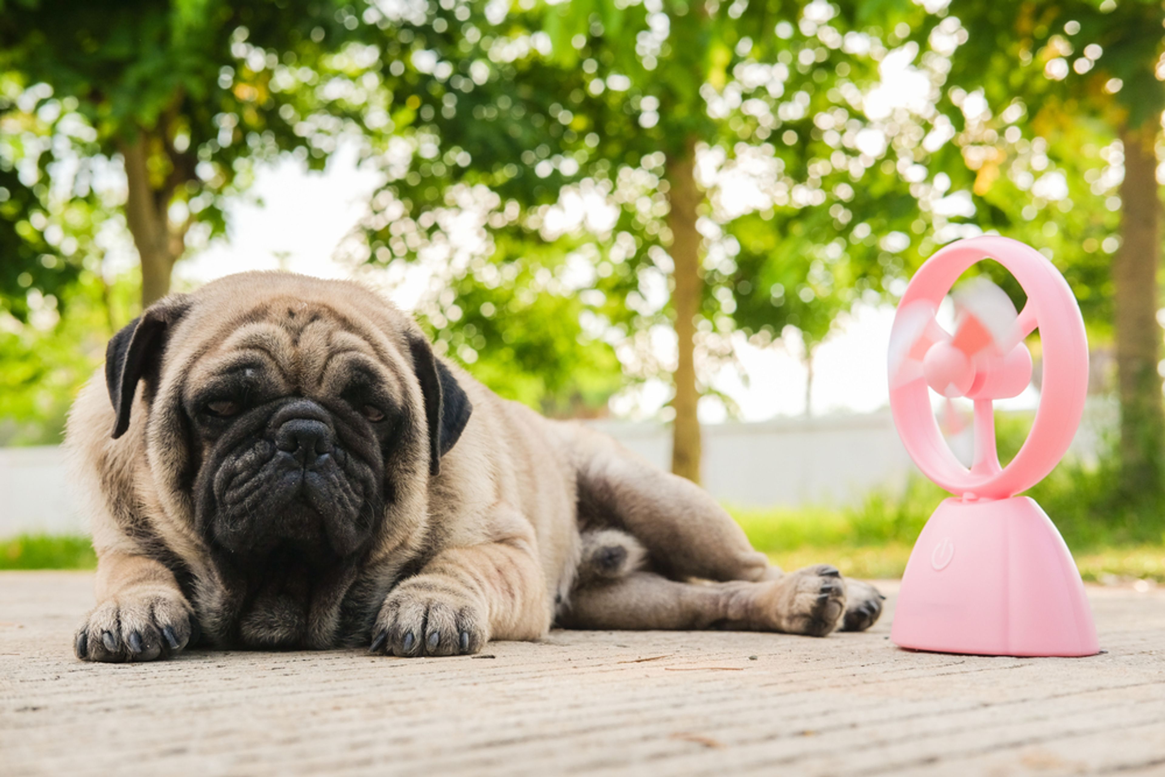 cane carlino che gioca con ventola rosa in una giornata molto calda