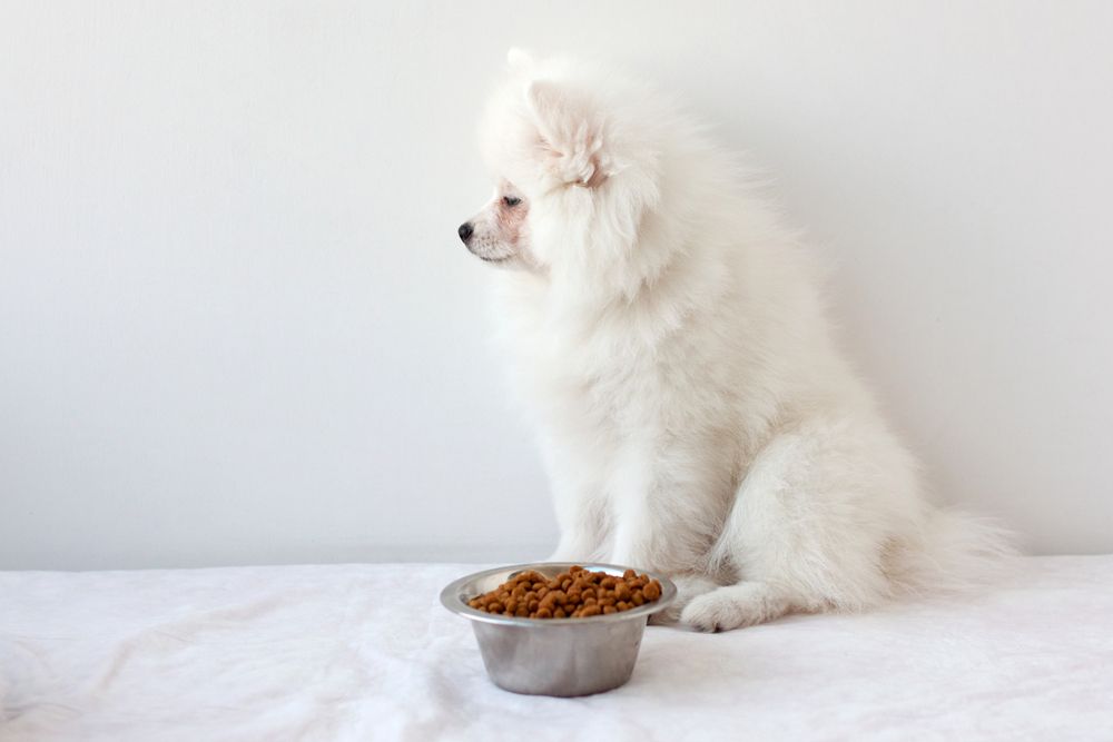 Pomerania bianco e soffice seduto vicino a una ciotola di cibo secco senza mangiare.