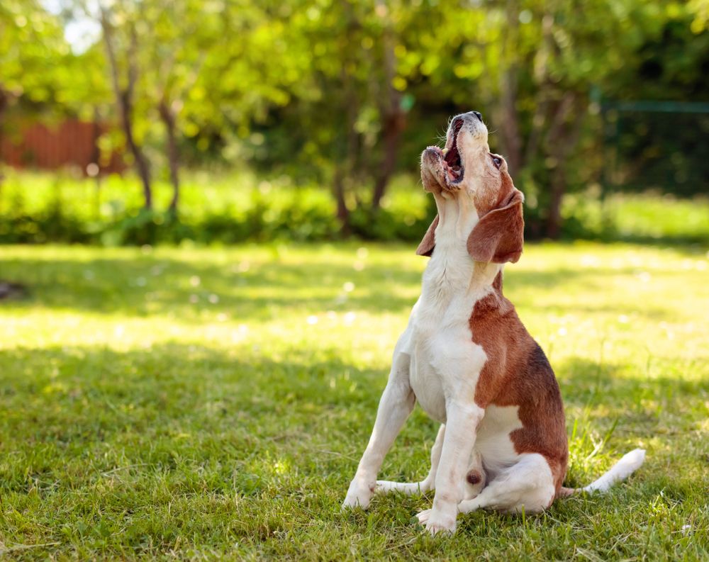 beagle ulula in giardino