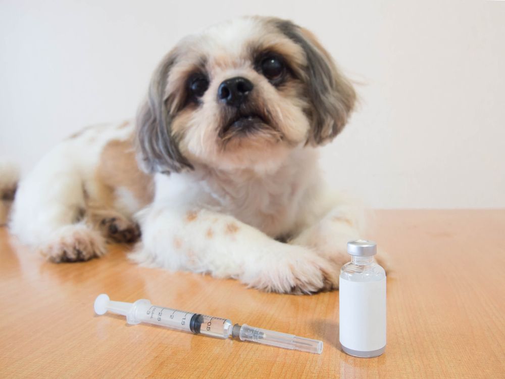 cane aspetta iniezione di insulina