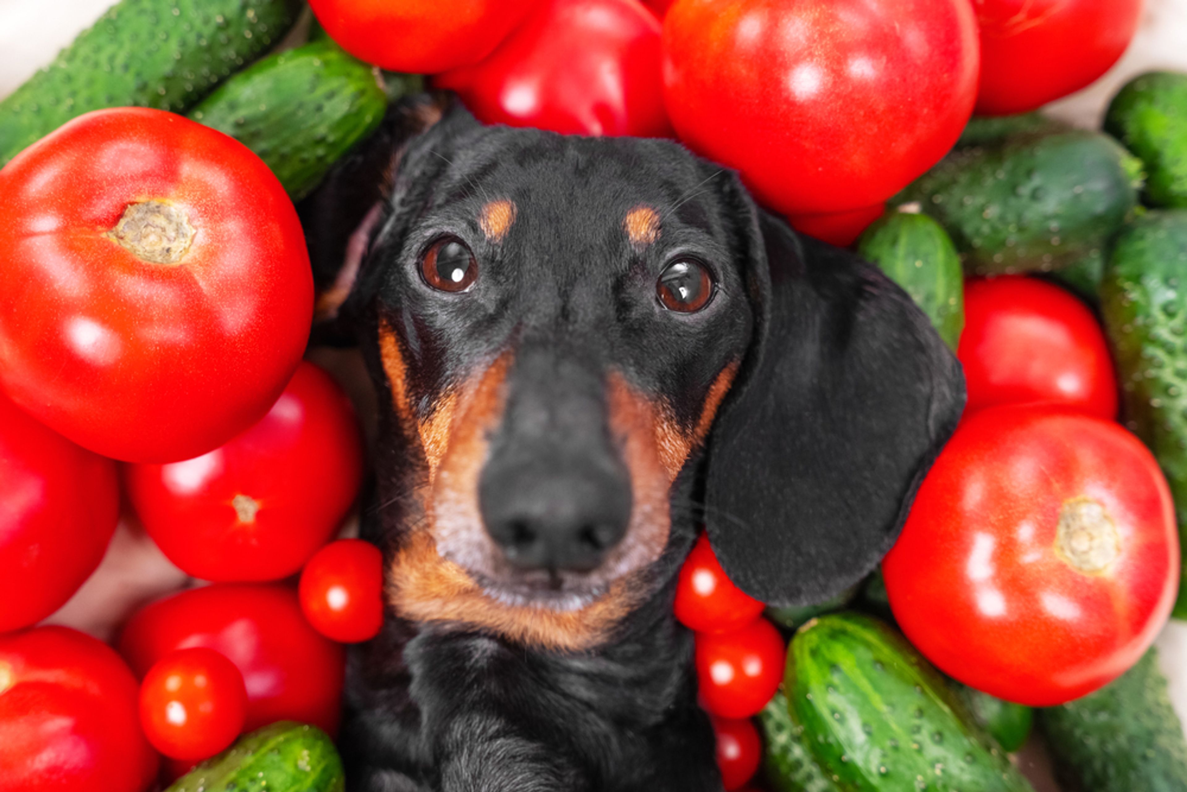 frutta e verdura per cani
