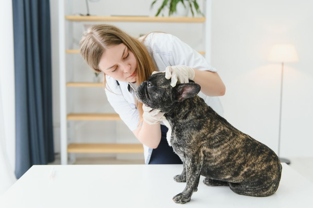 un veterinario della clinica esamina i denti di un Bulldog francese
