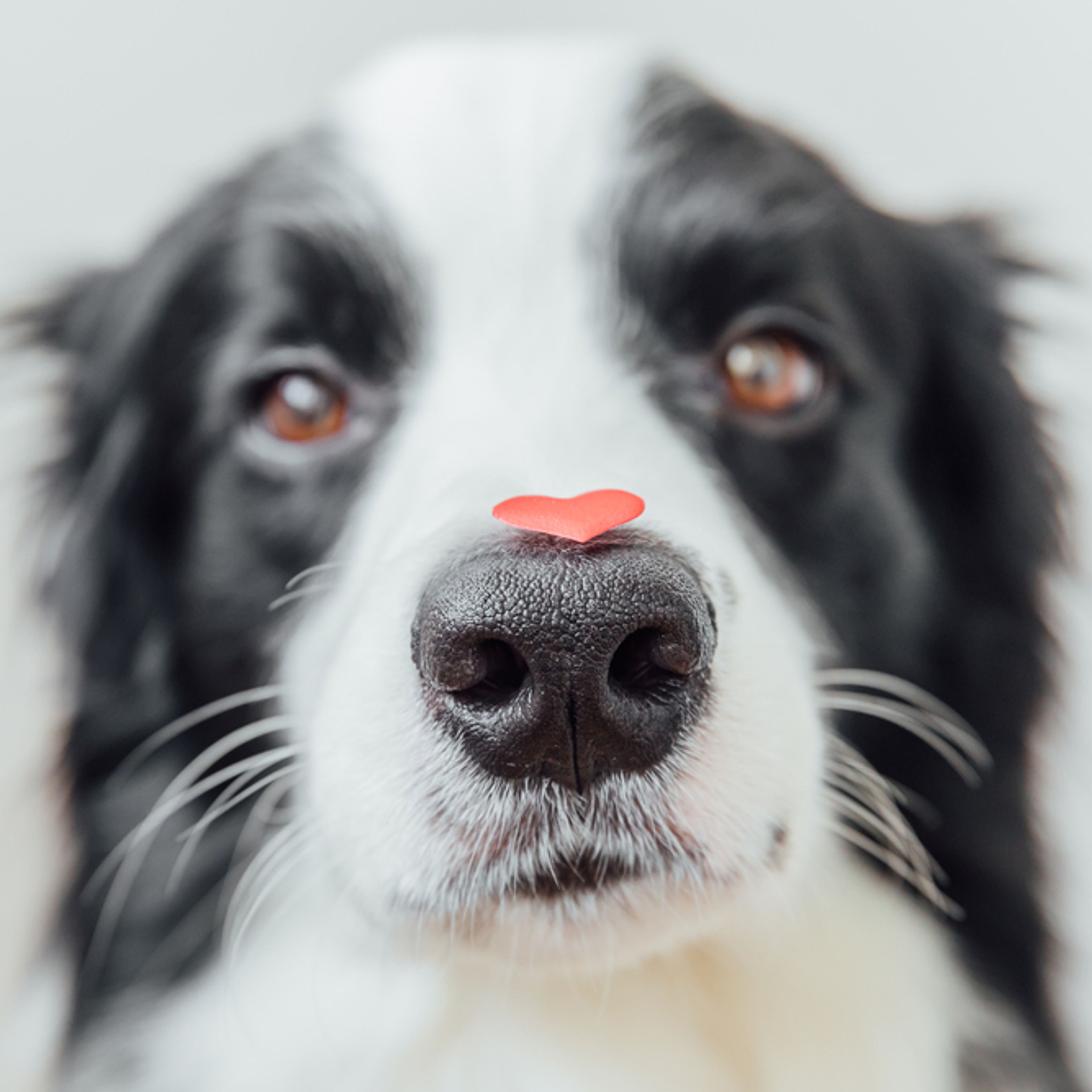 focus sul naso del cane con un cuoricino rosso