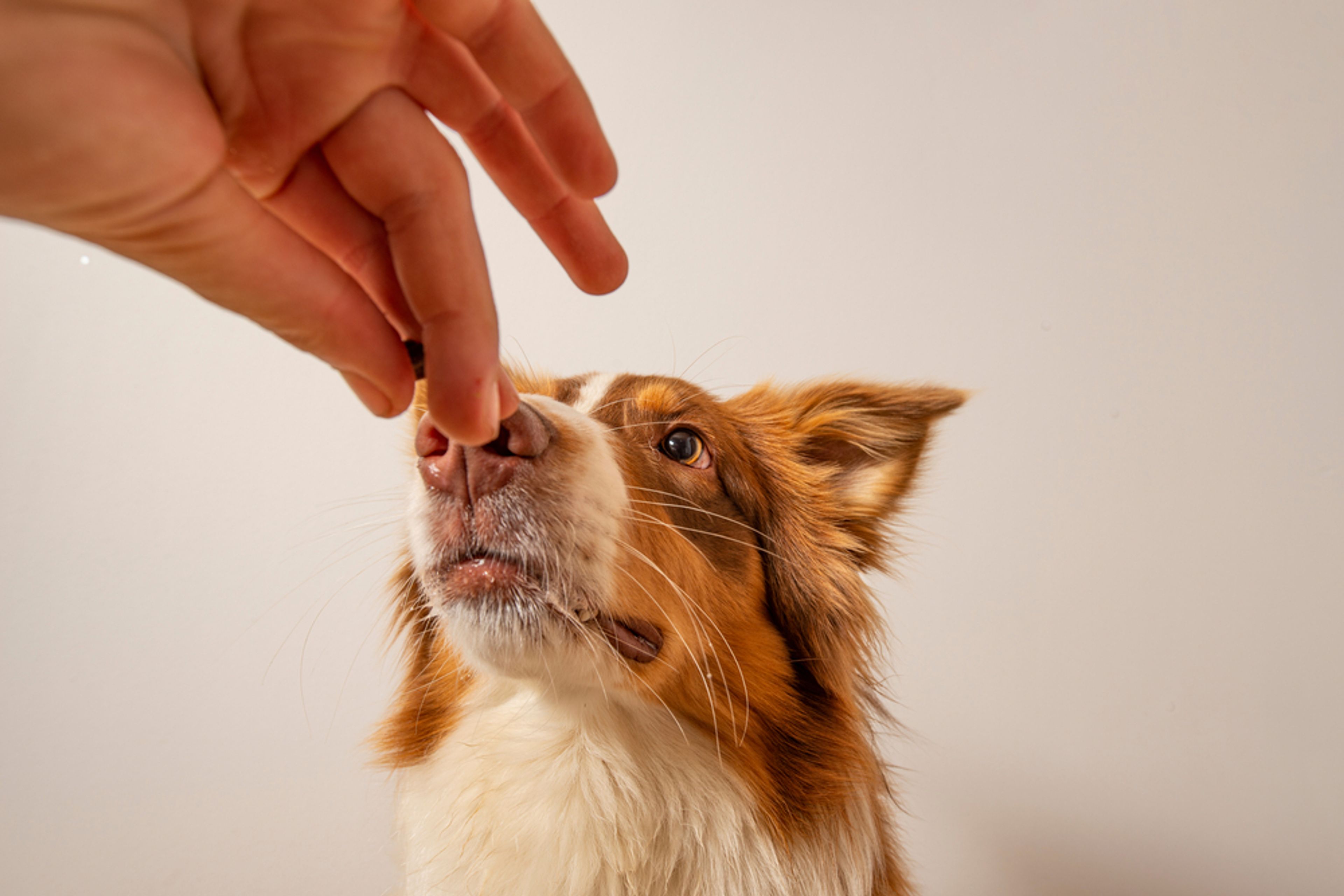 cane di taglia media mangia un croccantino