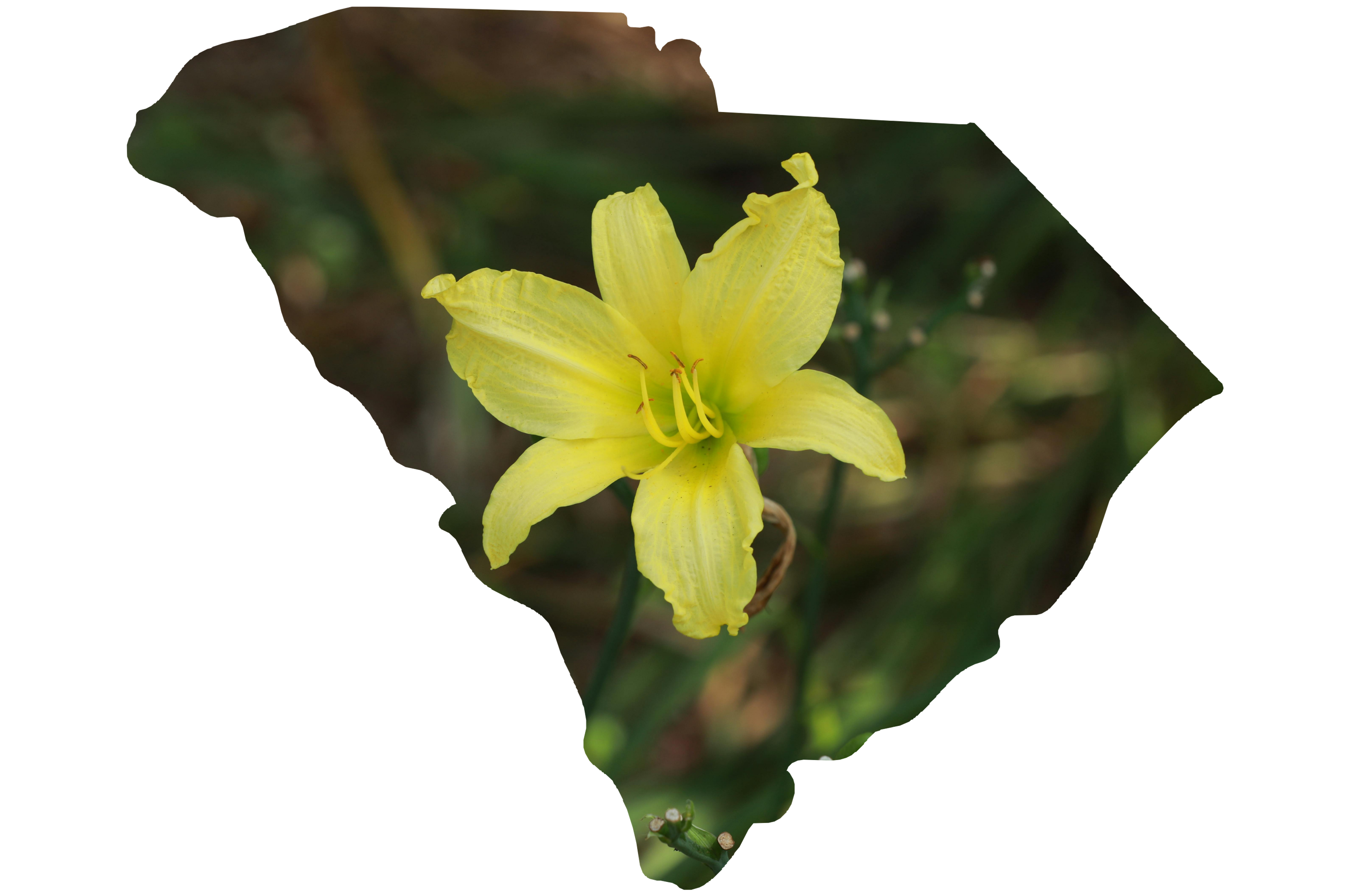 flower with south carolina state outline