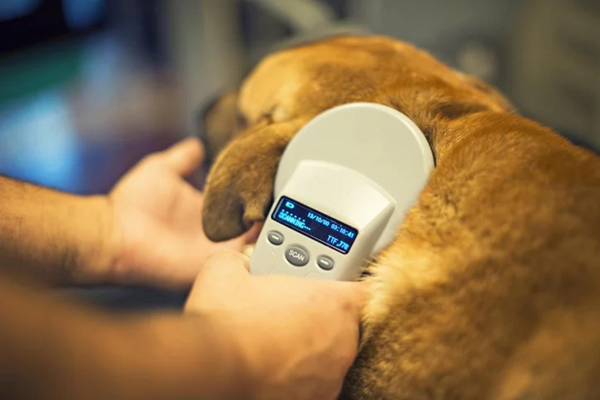 pet microchip