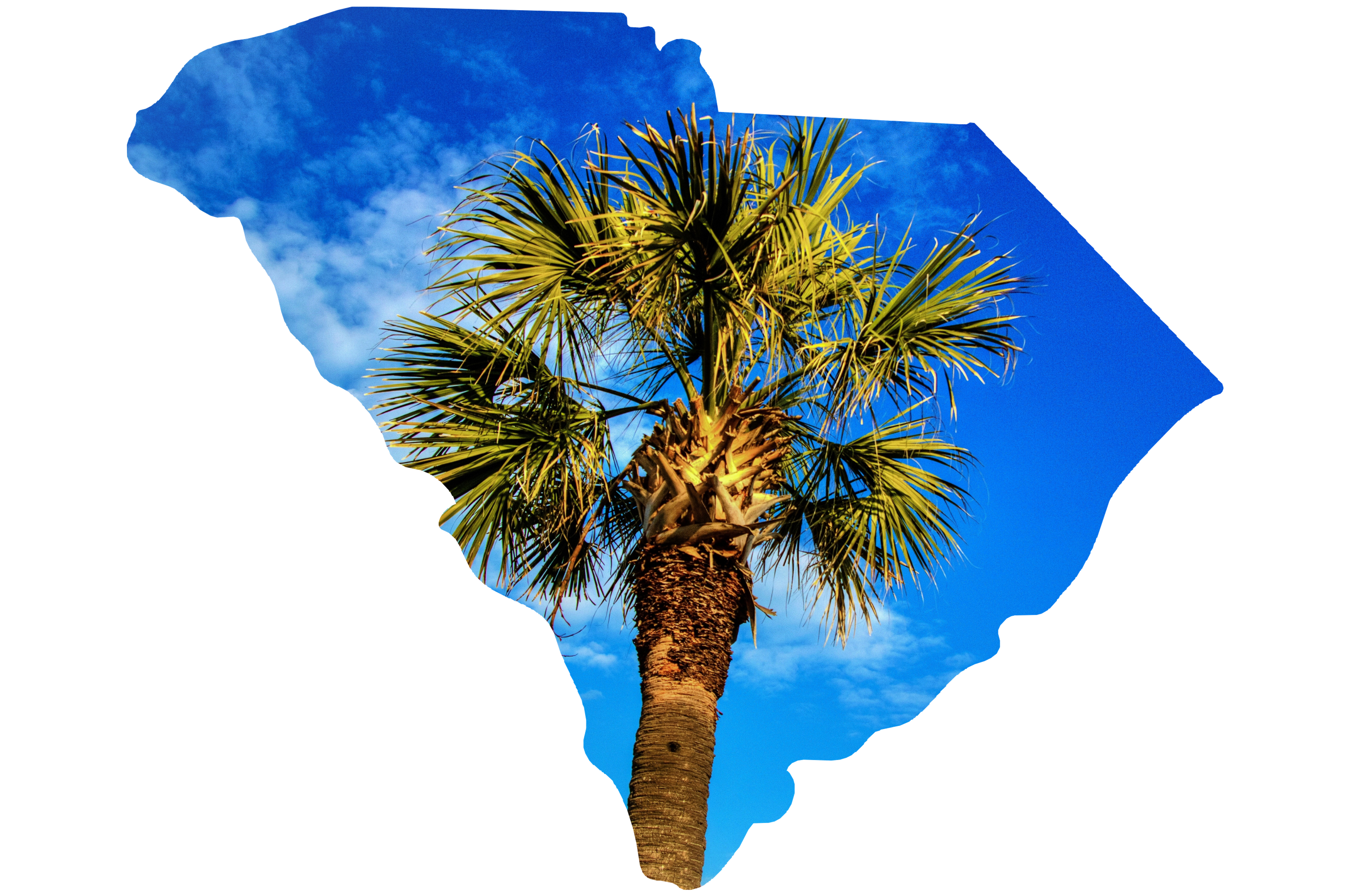 palm tree with south carolina state outline palm tree with south carolina state outline