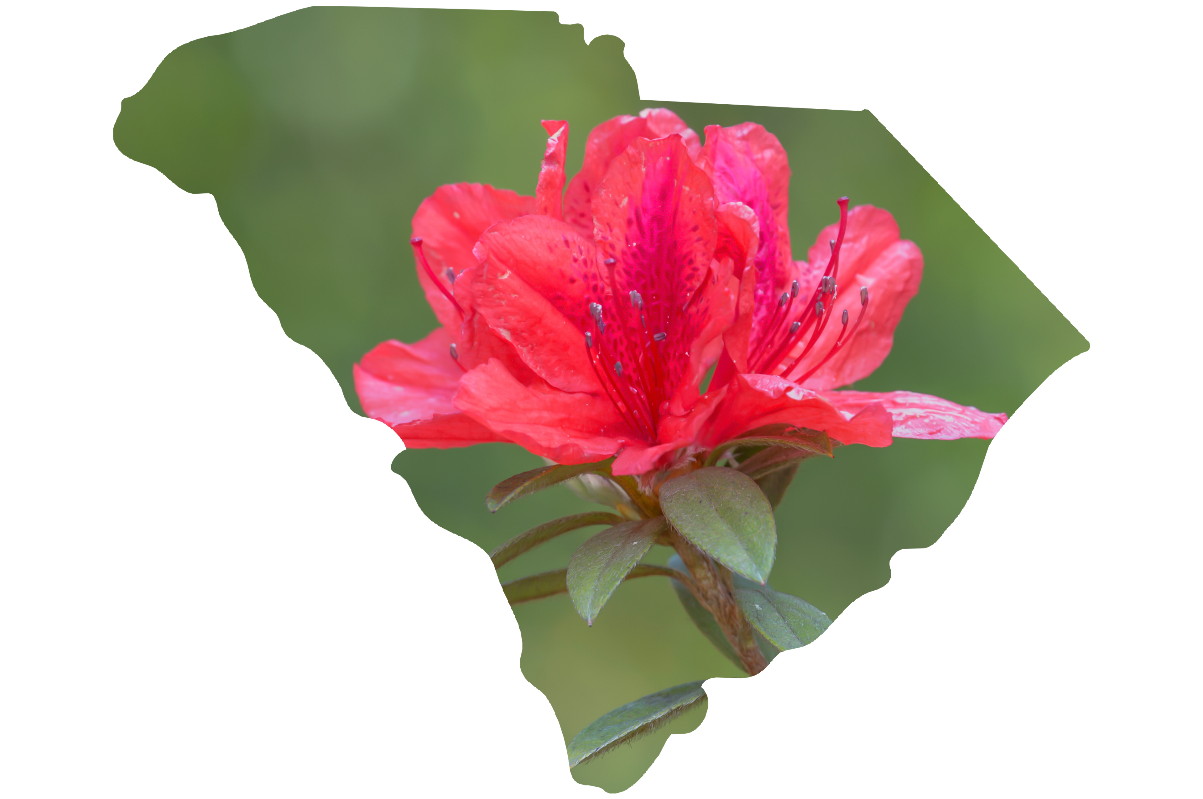 blooming azalea with south carolina state outline