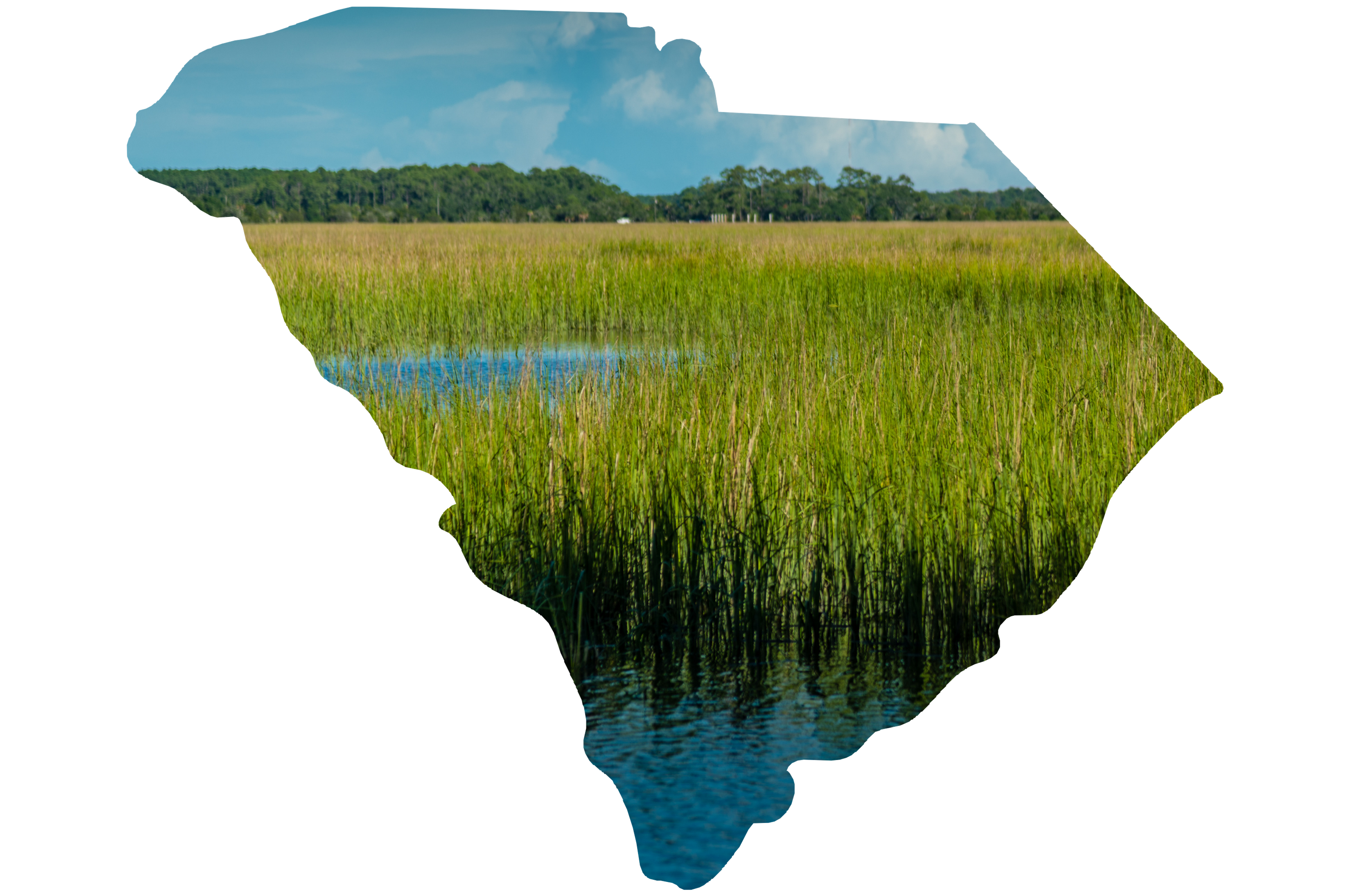 marsh with south carolina state outline marsh with south carolina state outline
