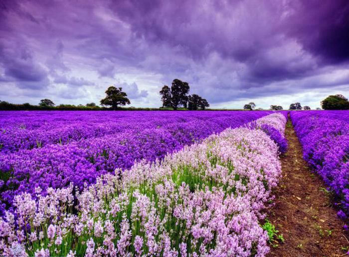 Lavendel, seenekuningriik ja Cēsise loss