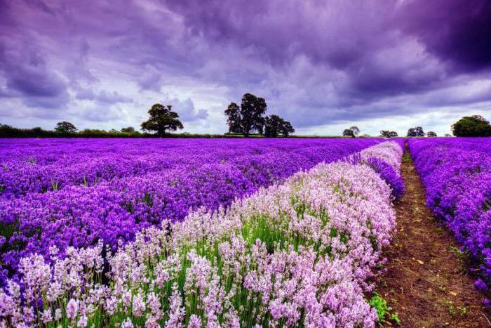 Lavendel, seenekuningriik ja Cēsise loss