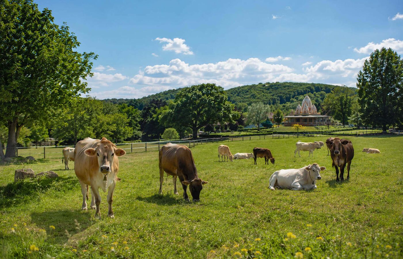 Cow Protection