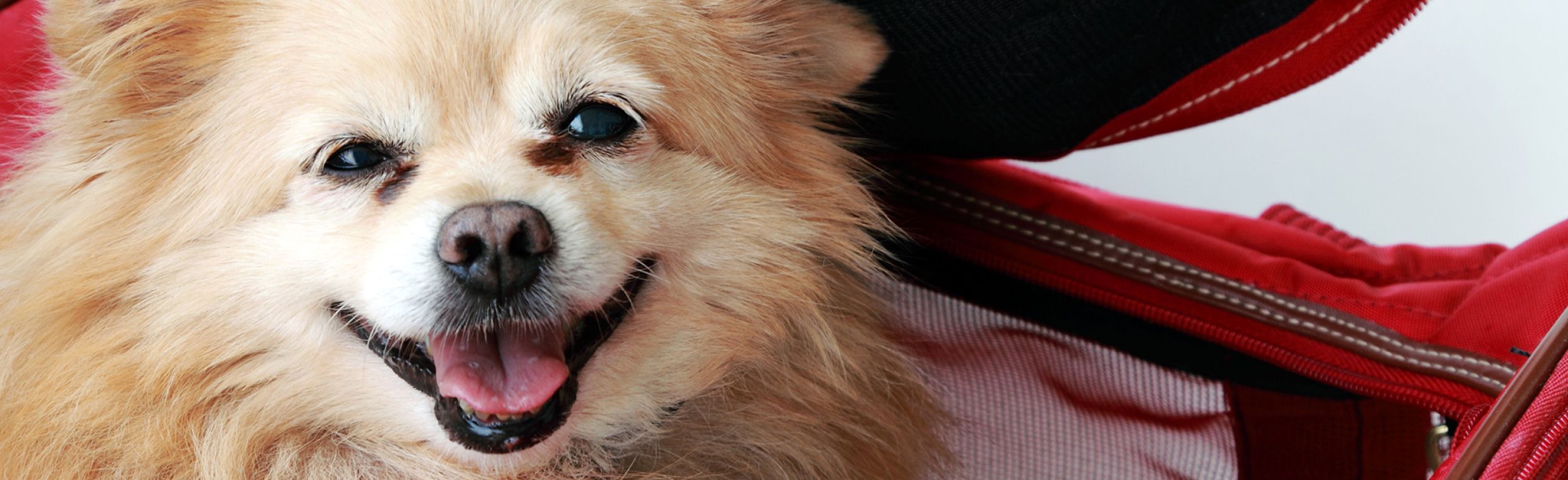 Split in 4 InterestFree Payments at Dubai Pet Food Tabby