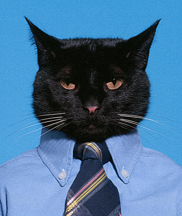 감시자 고양이 (watcher cat)