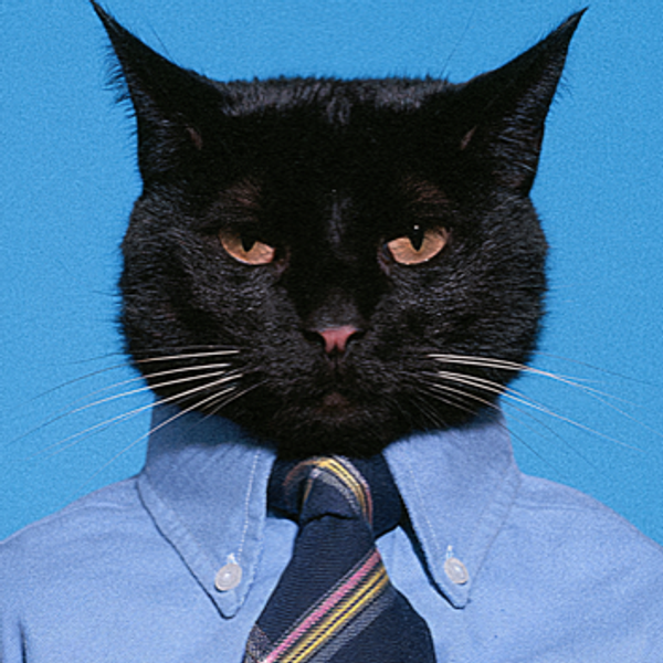감시자 고양이 (watcher cat)
