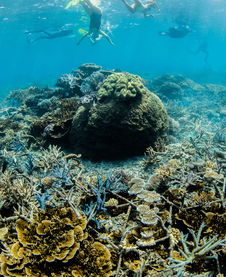 How To Help The Great Barrier Reef - InStyle