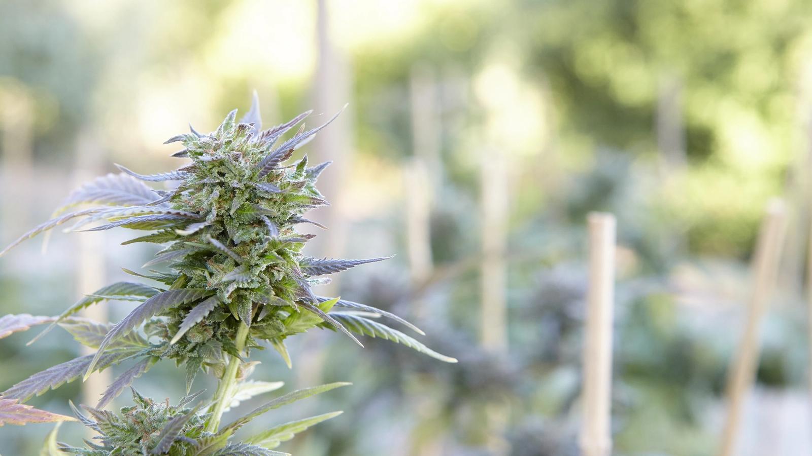 The Cannabis Pivot: Strategic Resilience in a New Regulatory Era