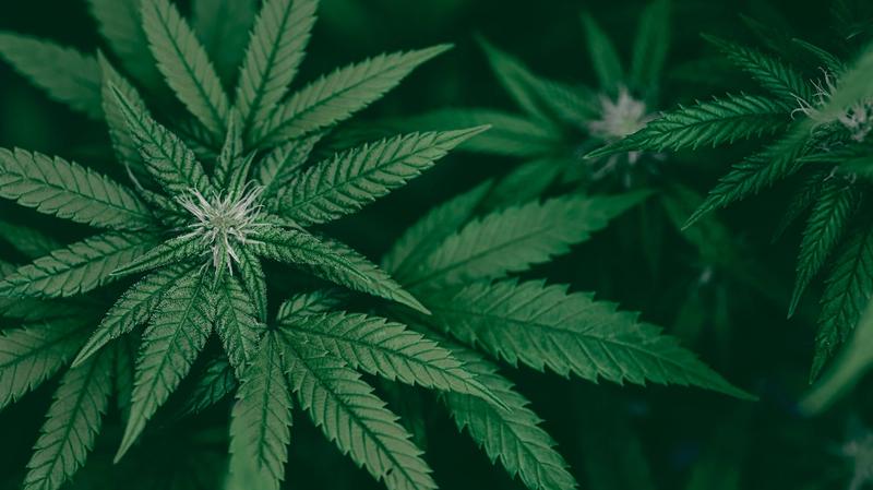 Excellent Q1 ‘26 Results for LEEF, and Major Future Growth on the Way