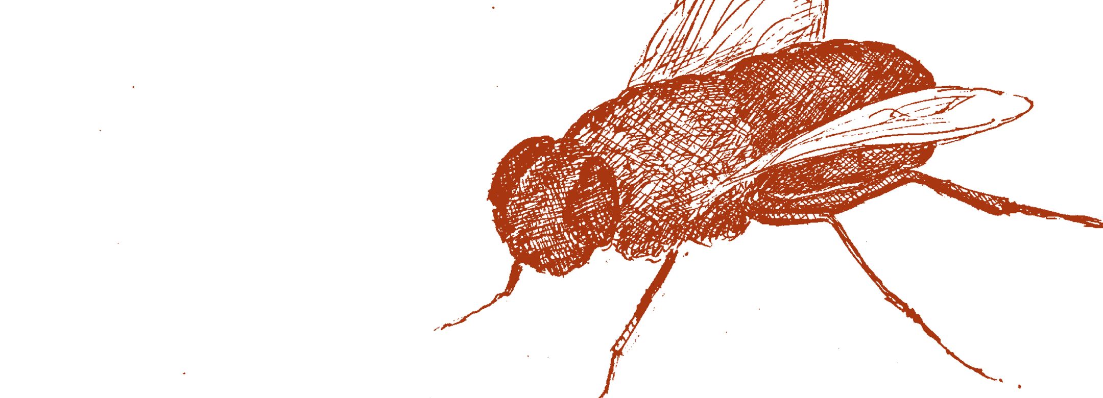 Amol K. Patil, a fly, pen on paper, 2023