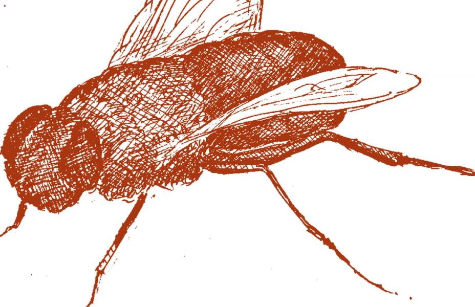 Amol K. Patil, a fly, pen on paper, 2023
