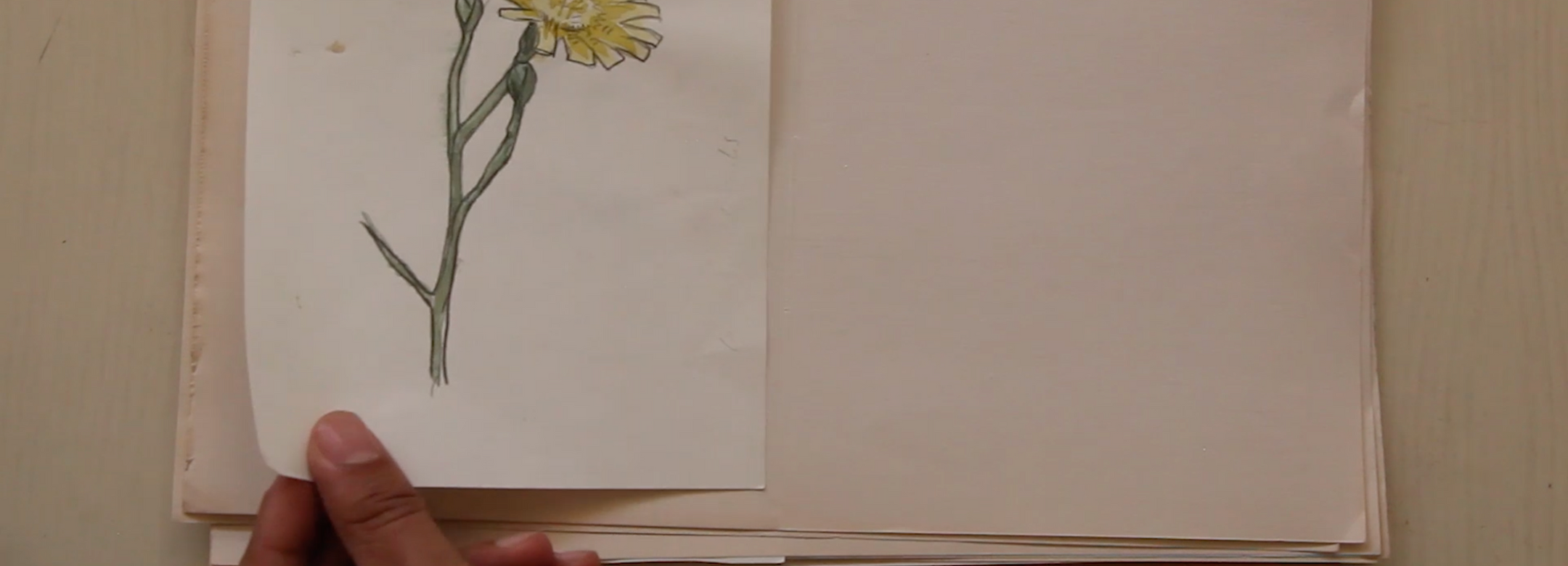 ©Mohamed Bourouissa, Incomplete Herbarium, 2020