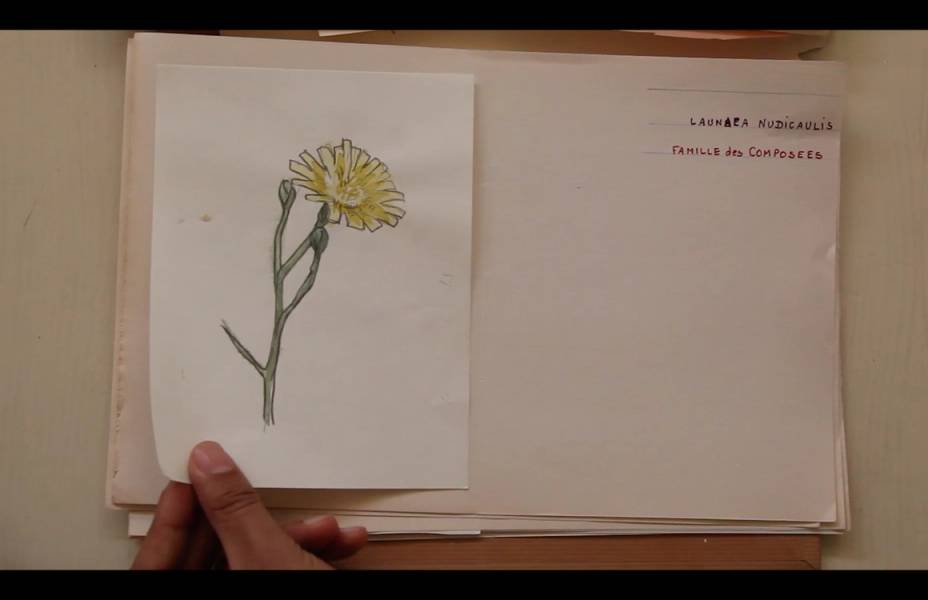 ©Mohamed Bourouissa, Incomplete Herbarium, 2020