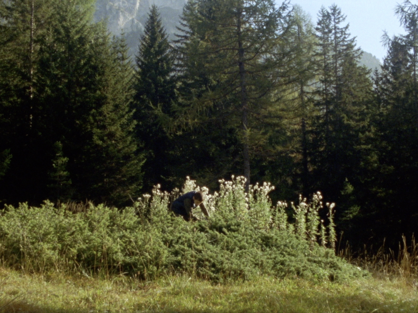 Eva Giolo, Memory Is an Animal, It Barks with Many Mouths (2024), still from video.