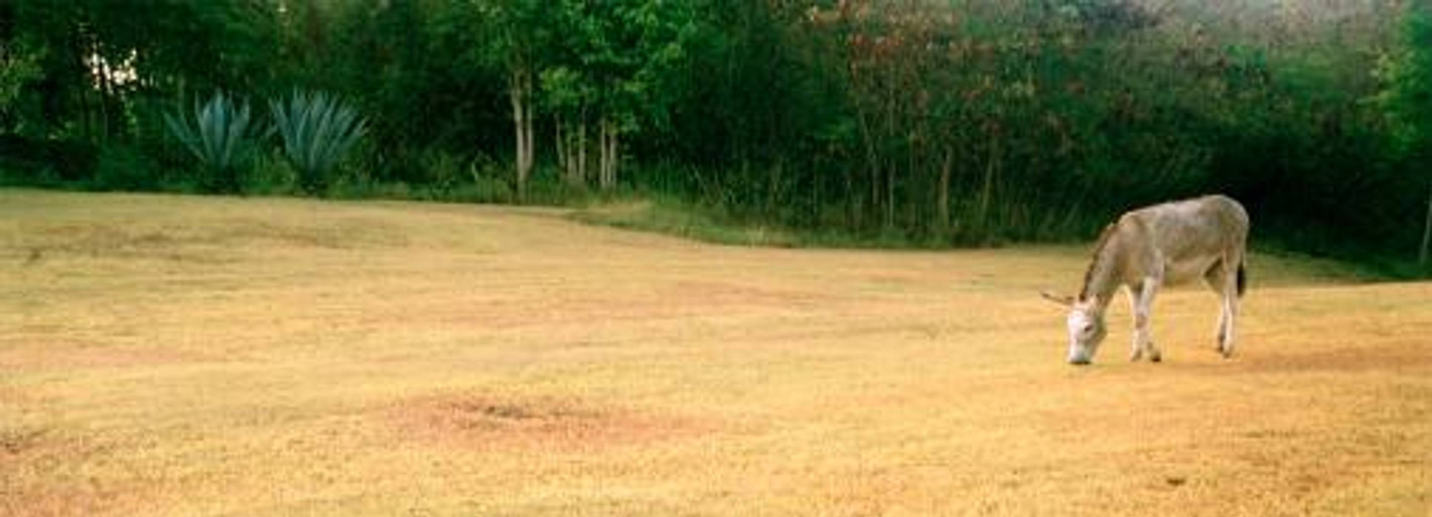 Nanna Debois Buhl, Donkey Studies #07, C-Print, 90 x 59,5 cm, 2008 Courtesy the artist