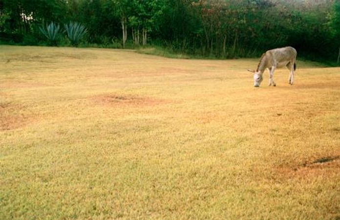 Nanna Debois Buhl, Donkey Studies #07, C-Print, 90 x 59,5 cm, 2008 Courtesy the artist