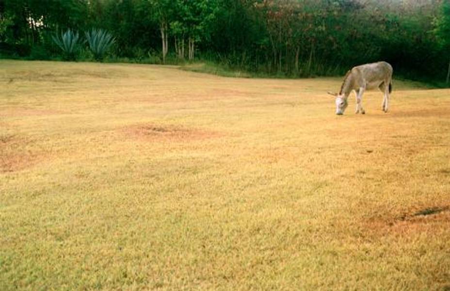 Nanna Debois Buhl, Donkey Studies #07, C-Print, 90 x 59,5 cm, 2008 Courtesy the artist