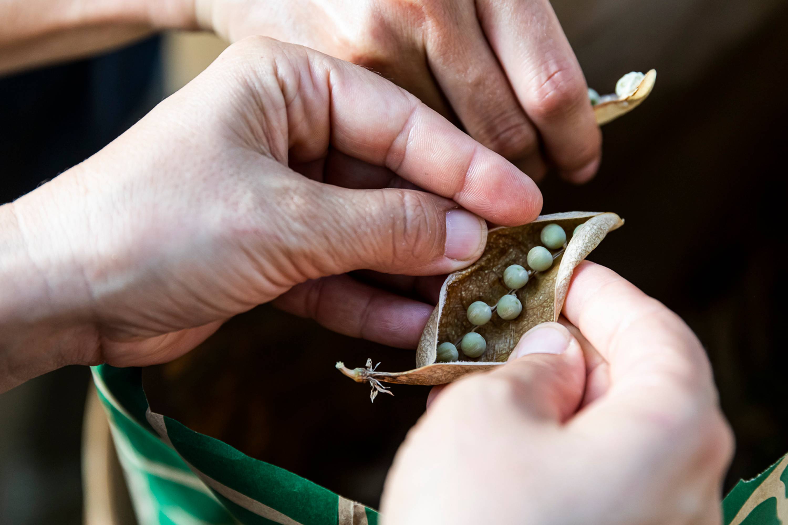 Workshop, savoir-vivre #3, Seed Workshop with Elisabeth Kössler, 26.06.2019 in the framework of the exhibition CACHE (Insurance Policy) by Jumana Manna © ar/ge kunst. Foto: Tiberio Sorvillo