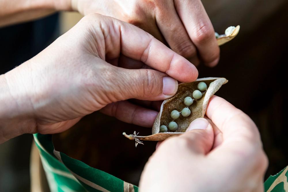 Workshop, savoir-vivre #3, Seed Workshop with Elisabeth Kössler, 26.06.2019 in the framework of the exhibition CACHE (Insurance Policy) by Jumana Manna © ar/ge kunst. Foto: Tiberio Sorvillo