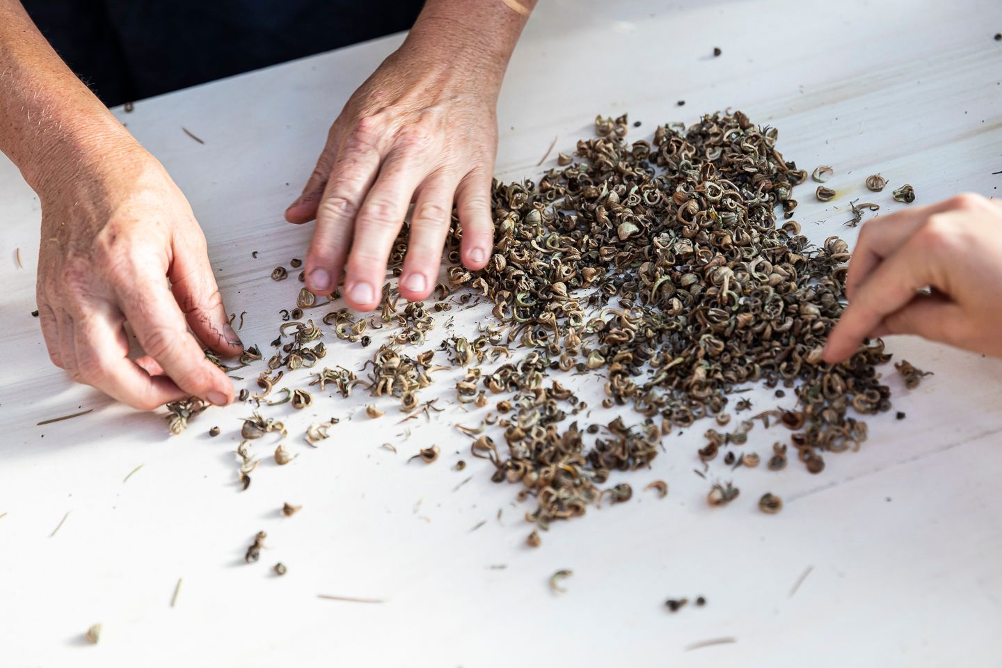 Workshop, savoir-vivre #3, Seed Workshop with Elisabeth Kössler, 26.06.2019 in the framework of the exhibition CACHE (Insurance Policy) by Jumana Manna © ar/ge kunst. Foto: Tiberio Sorvillo